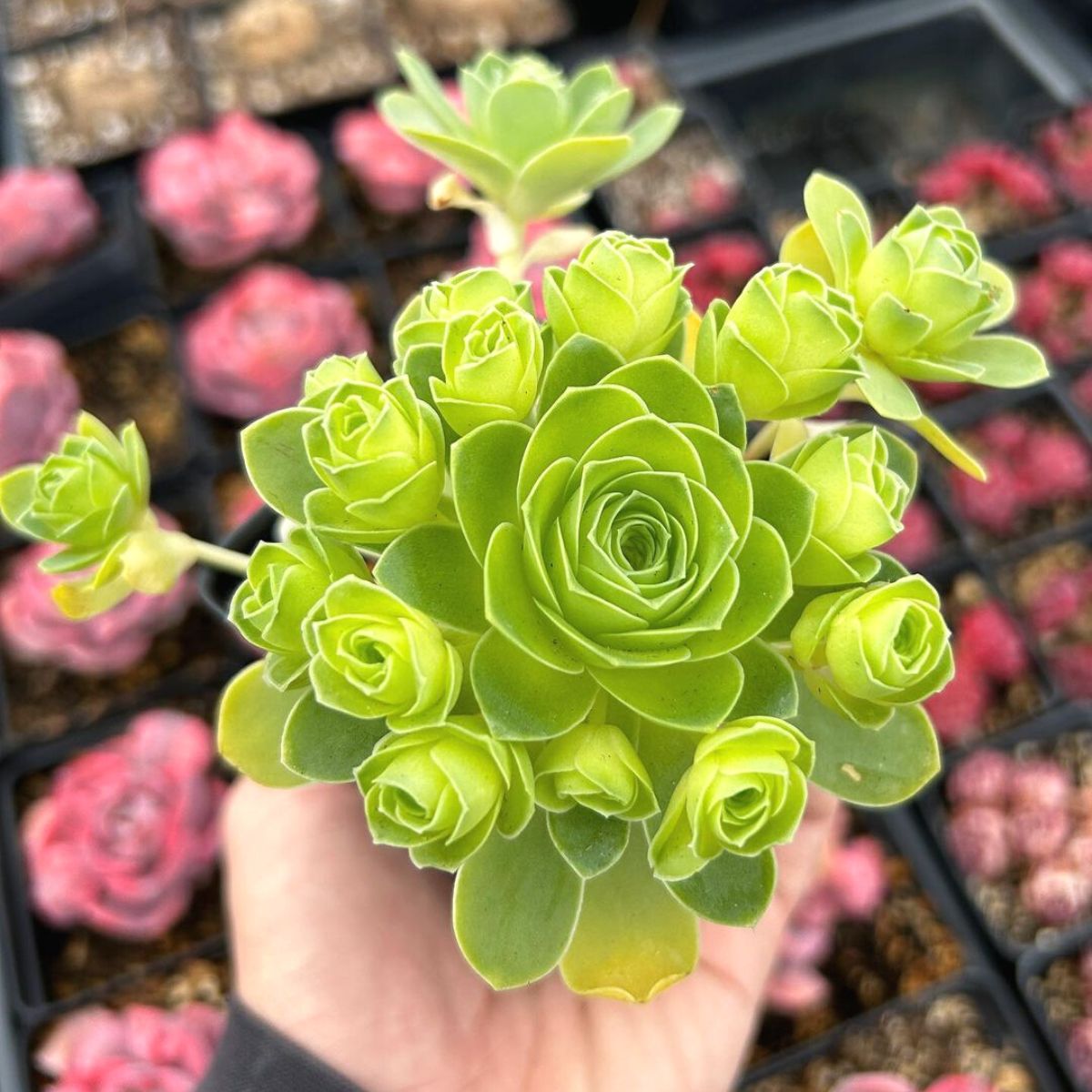 Dark Green Succulent Flower Seeds For Easy Planting Plant Seeds