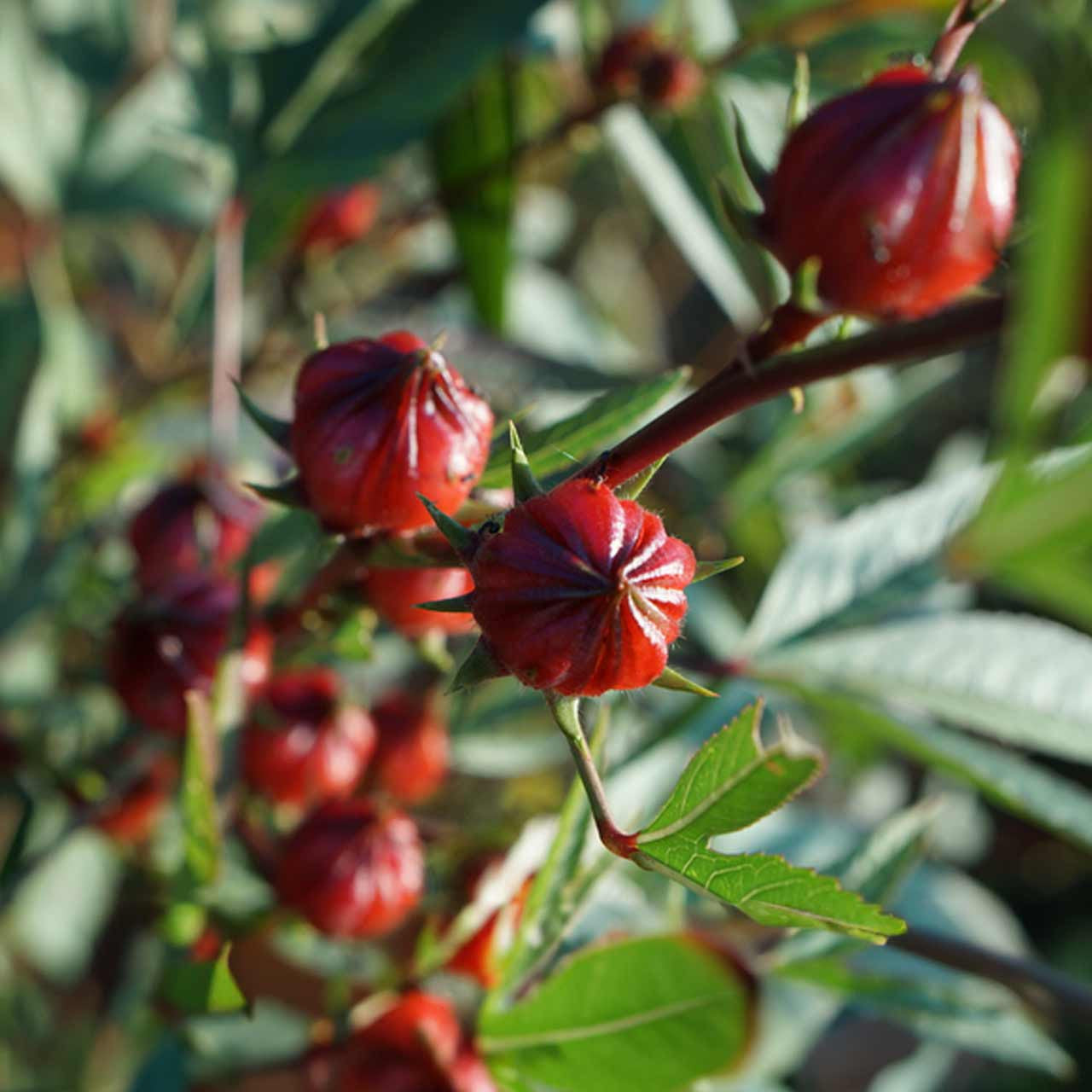 Hibiscus-Roselle (Hibiscus sabdariffa) Seeds