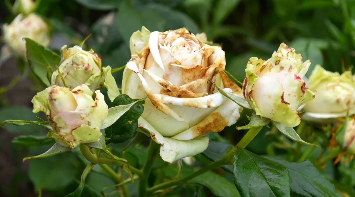 White (White Brown) seeds for planting in home garden