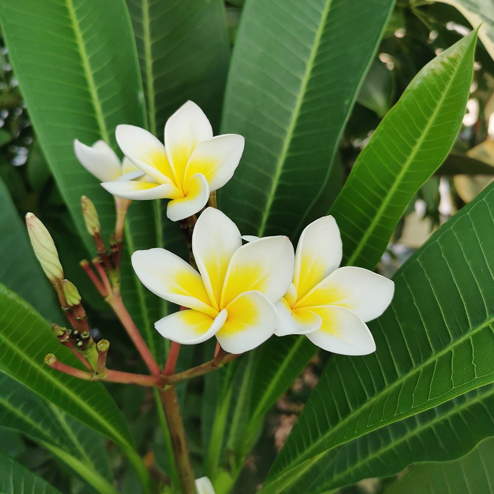 Perennial Rubra seeds for vibrant blooms