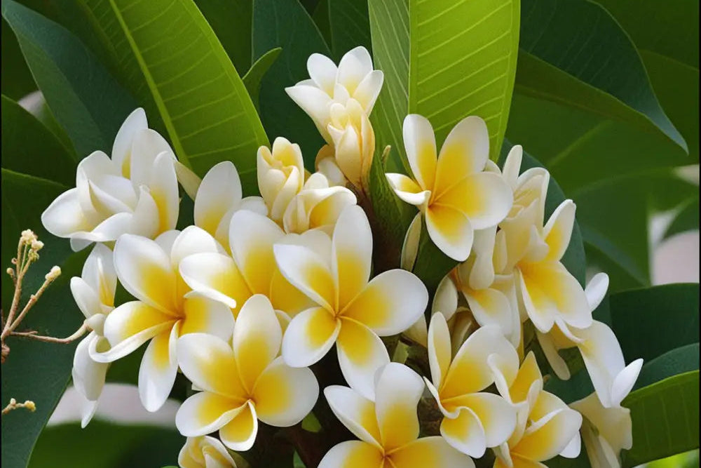 Rubra seeds vibrant bloom variety for planting