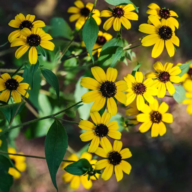 Non GMO yellow Rudbeckia Triloba seeds
