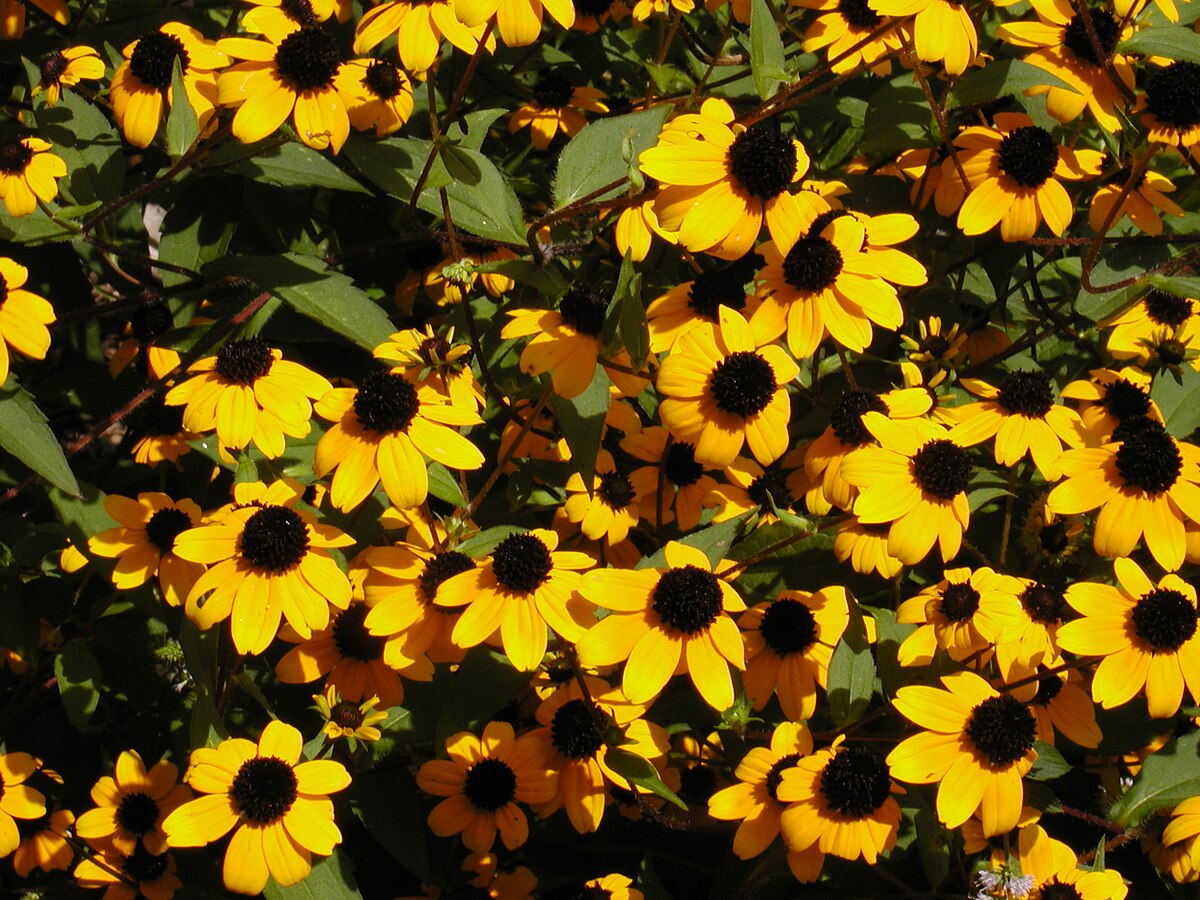 Ornamental Rudbeckia Triloba seeds for landscapes