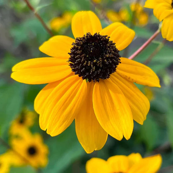Yellow Rudbeckia Triloba seeds for planting
