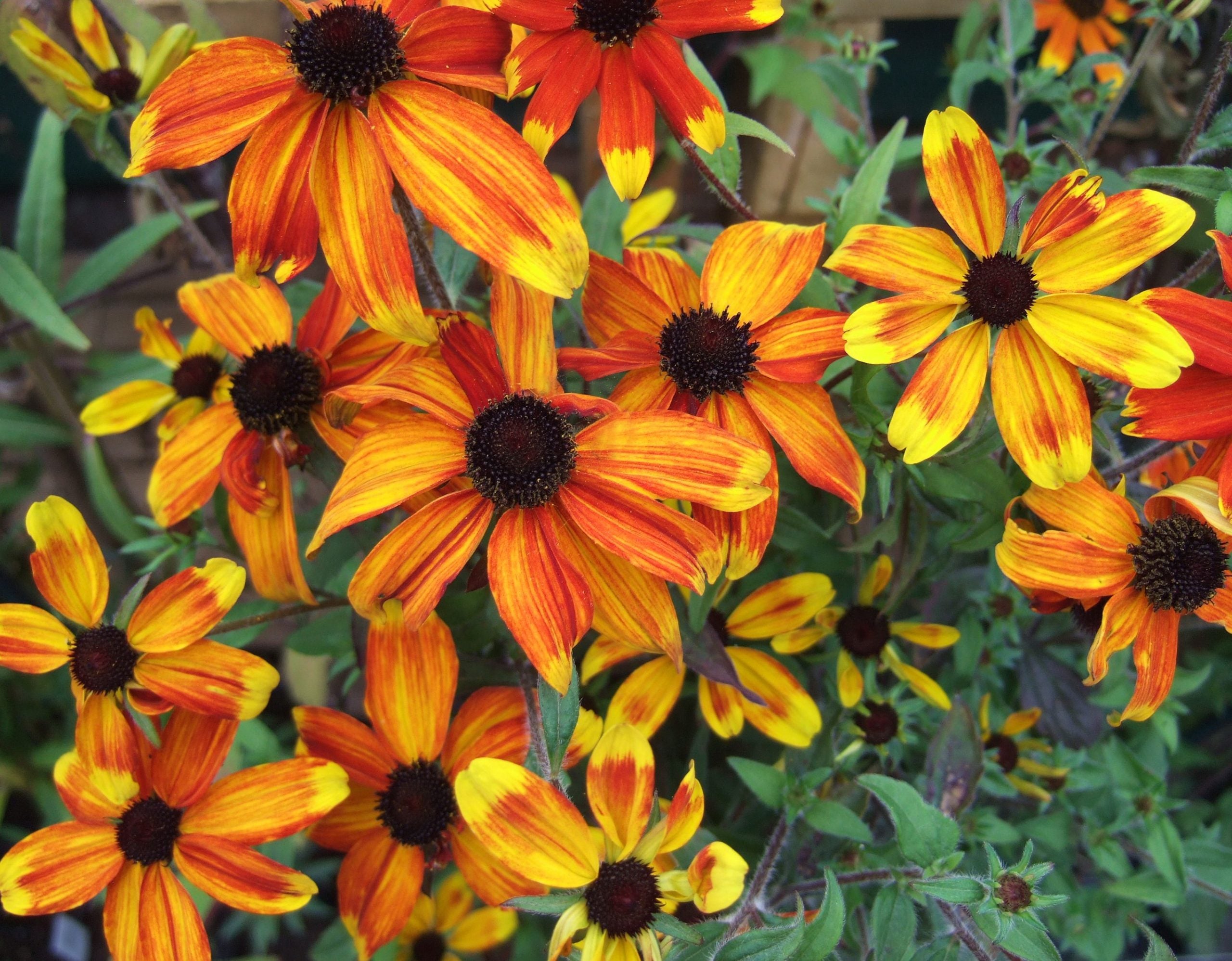 Yellow Rudbeckia Triloba flowering seeds for gardens