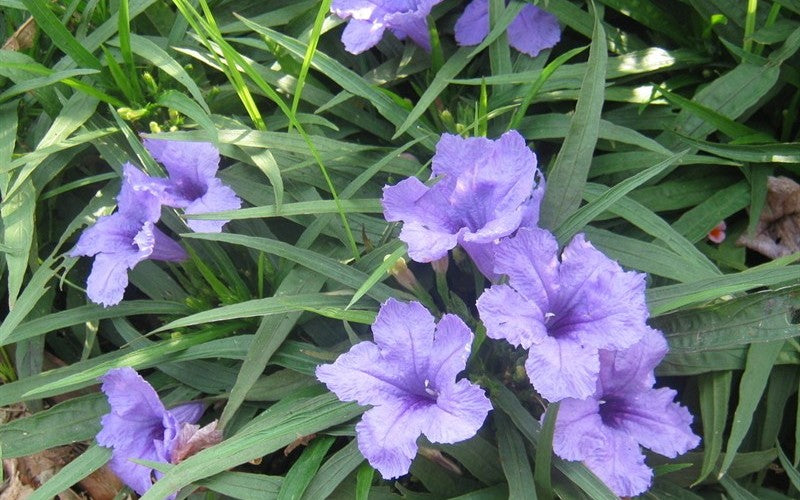 Ruellia brittoniana trumpet-shaped blooms