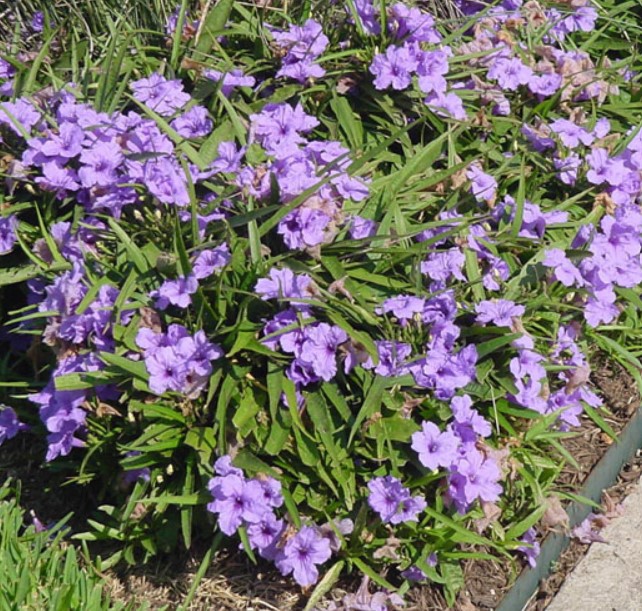 Foliage of Mexican Petunia plant