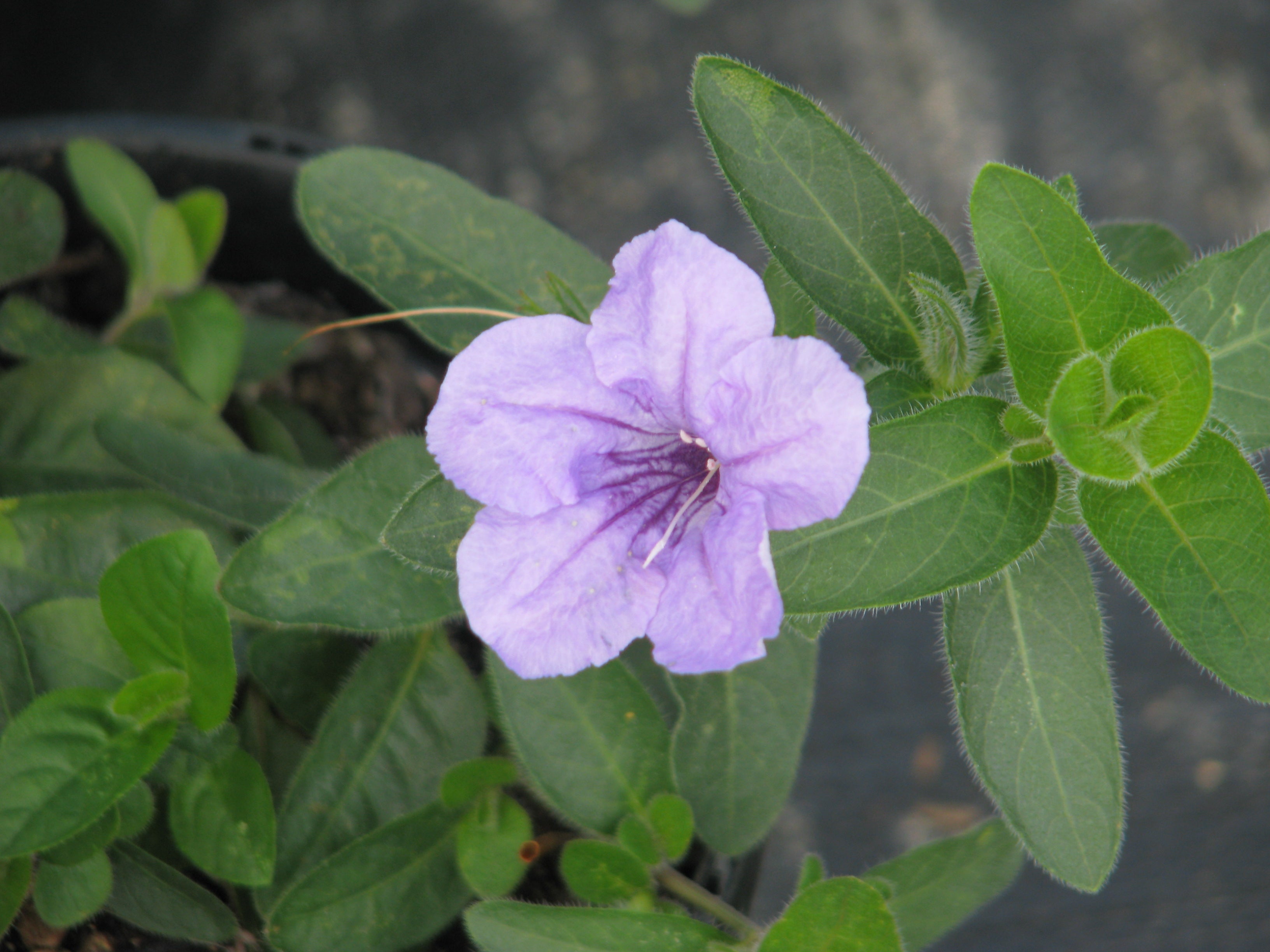 Ruellia Humillis Planting Flower Seeds