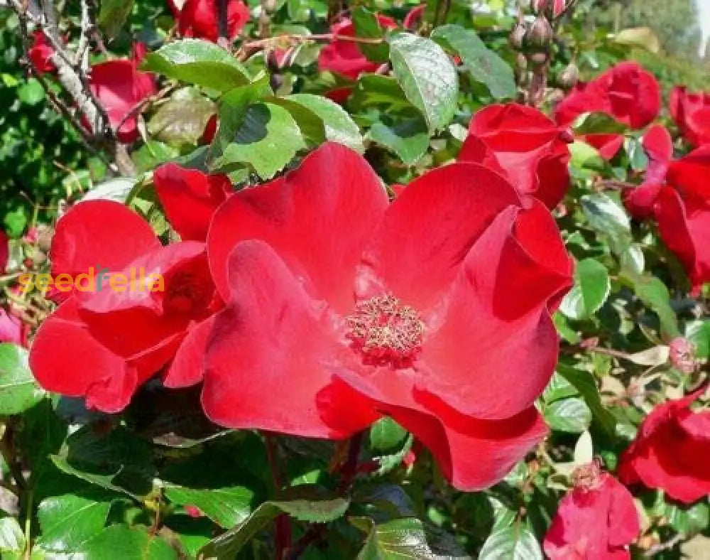 Non GMO red Rugosa rose seeds