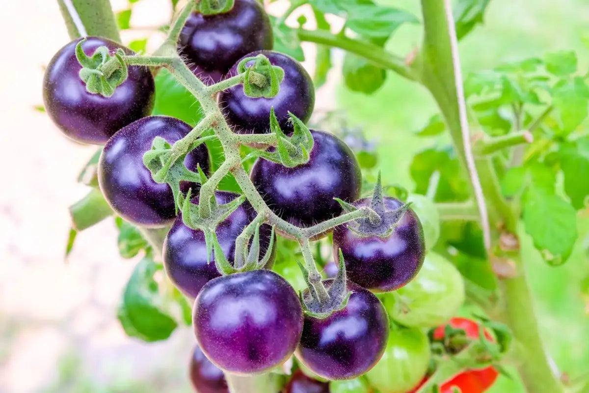 Violet Tomato Seeds For Easy Vegetable Planting Seeds