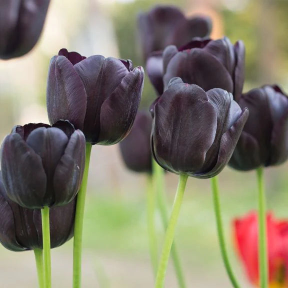 Black Tulip Flower seeds for Planting - Cottage Garden Essential, Heirloom & GMO Free Seeds for Home Garden
 
 Sale seeds for planting in home garden