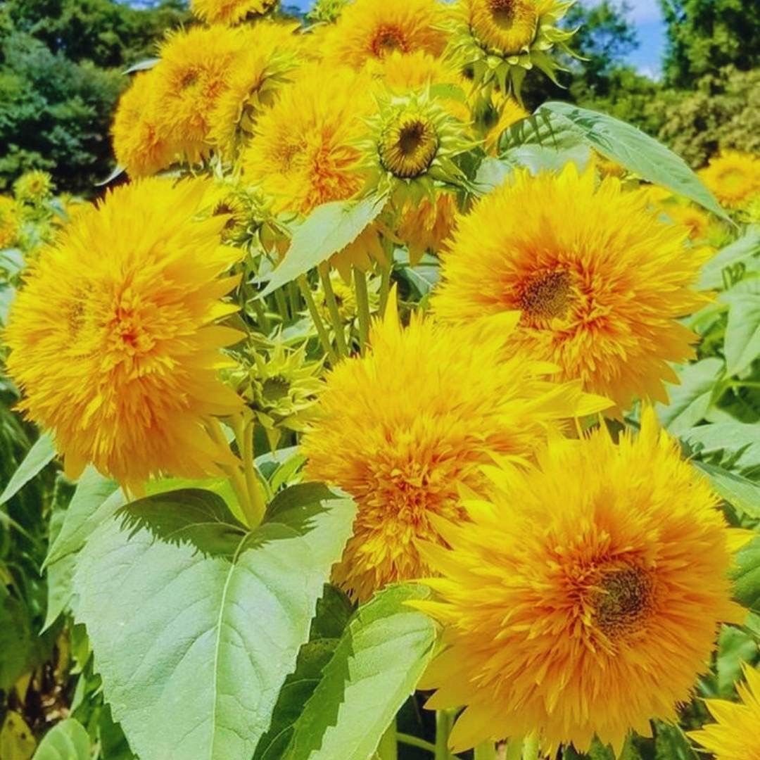 Yellow Teddy SunFlower seeds for Planting - Cut Flower Favorite, Heirloom & GMO Free Seeds for Home Garden
 
 Sale seeds for home garden