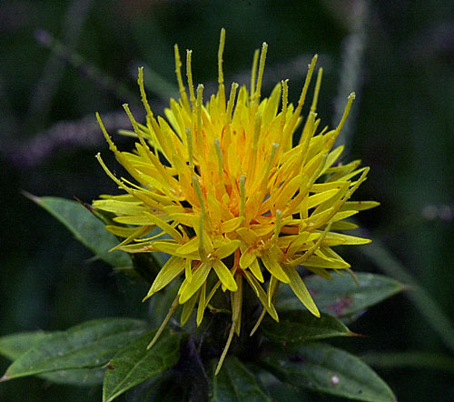 Yellow Safflower Flower Seeds Planting Gardens