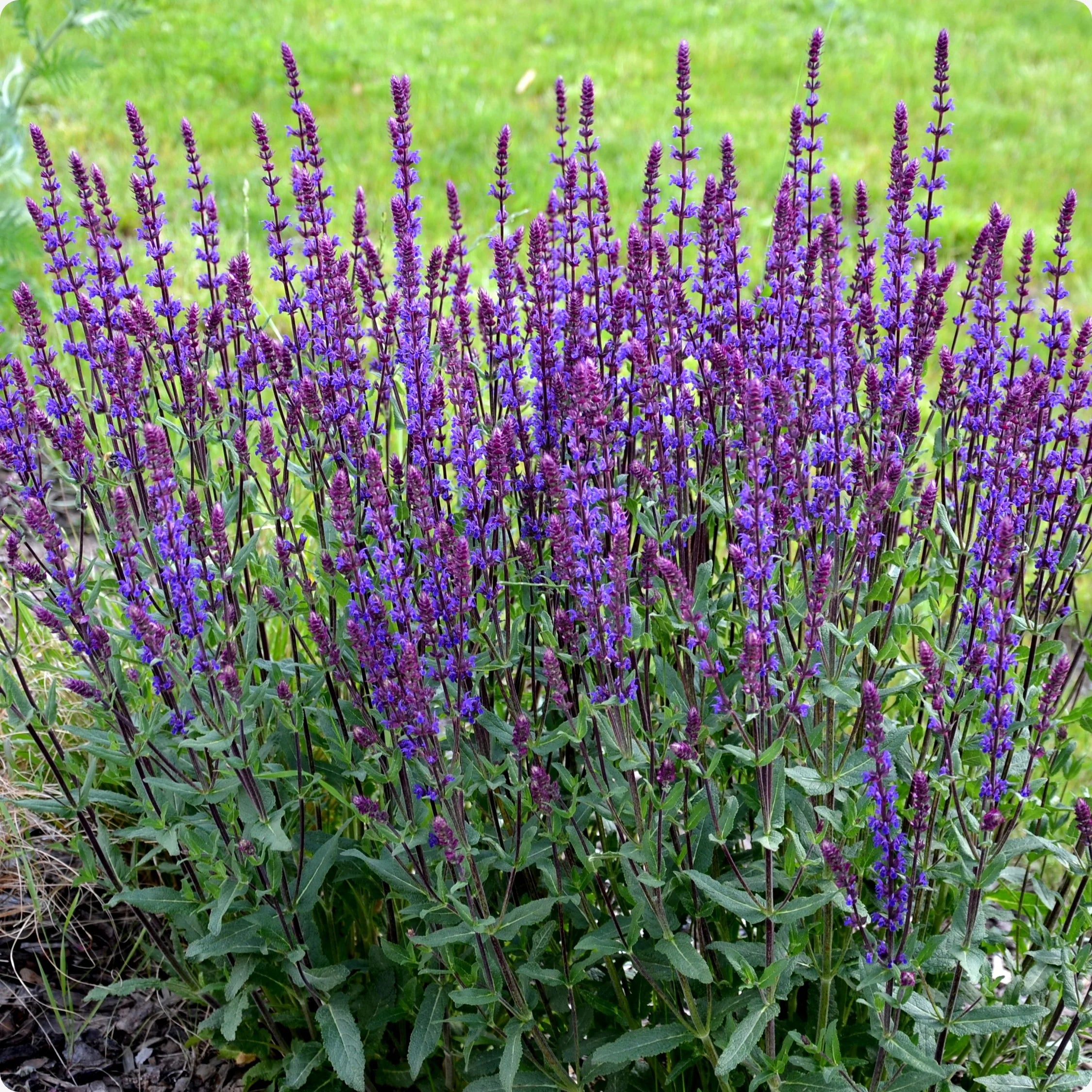 Violet sage flower spike seeds for gardens