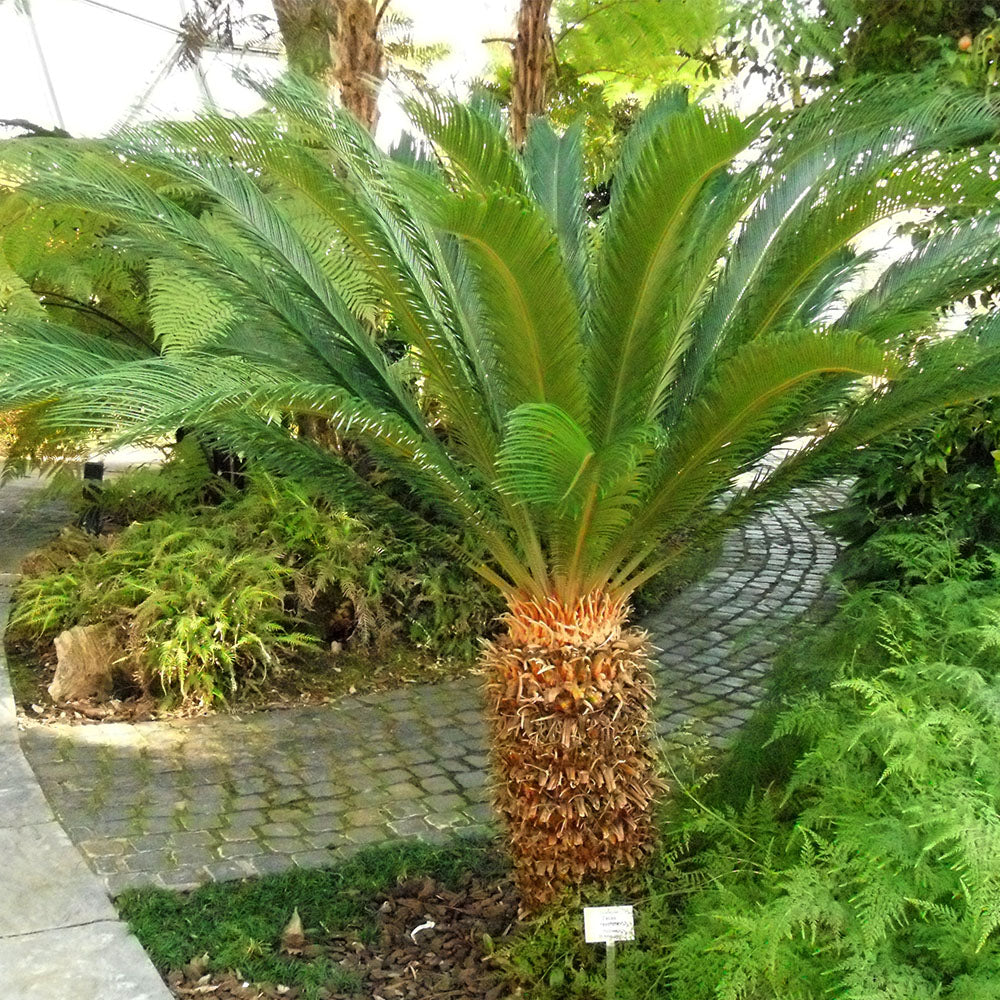 Unique Green Sago Cycas Plant Seeds For Easy Planting Seeds