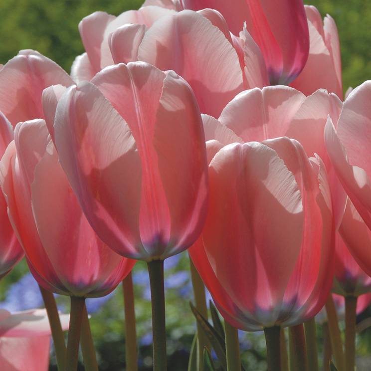 Heirloom (Heirloom Tulip) seeds for planting in home garden