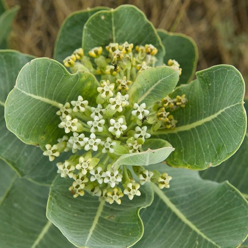 Asclepias Arenaria Seeds For Planting Sand Milkweed Flower