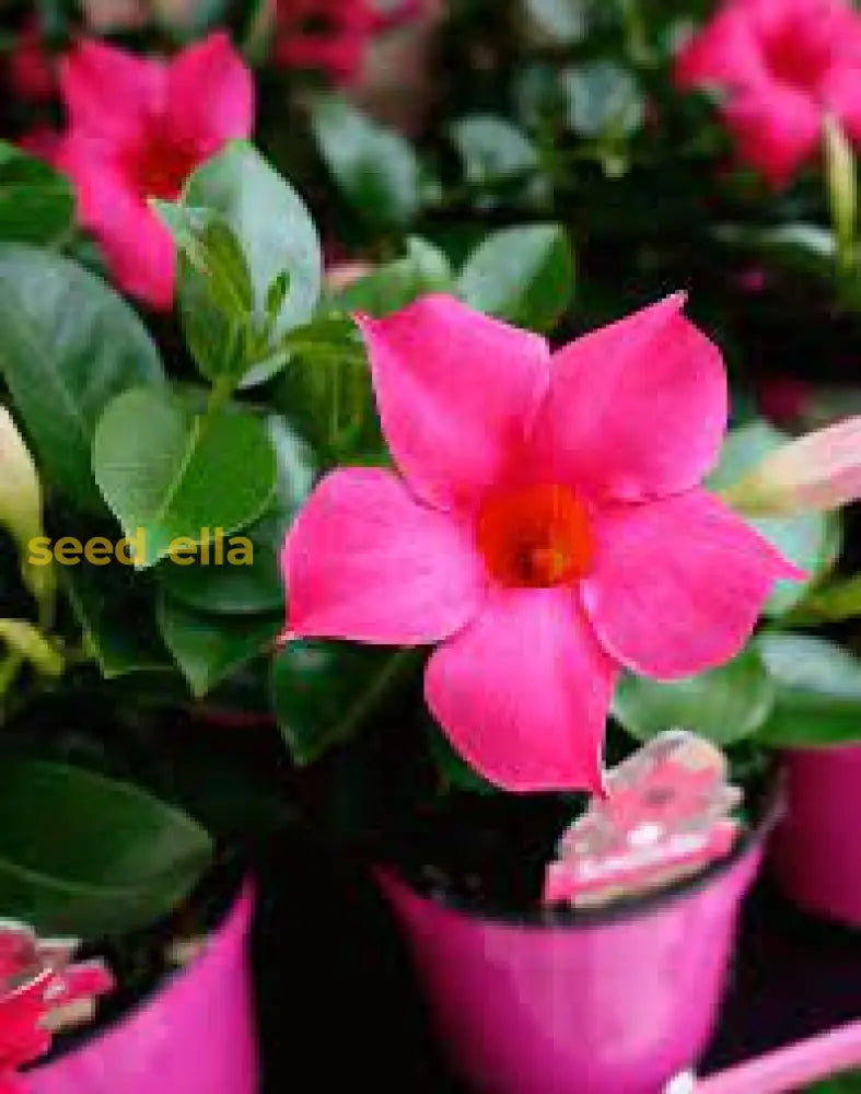 Sanderi Dipladenia garden seeds for outdoor planting