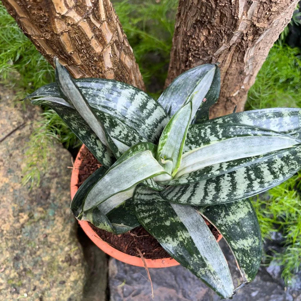 Sansevieria Plant Seeds Planting Silver Seeds