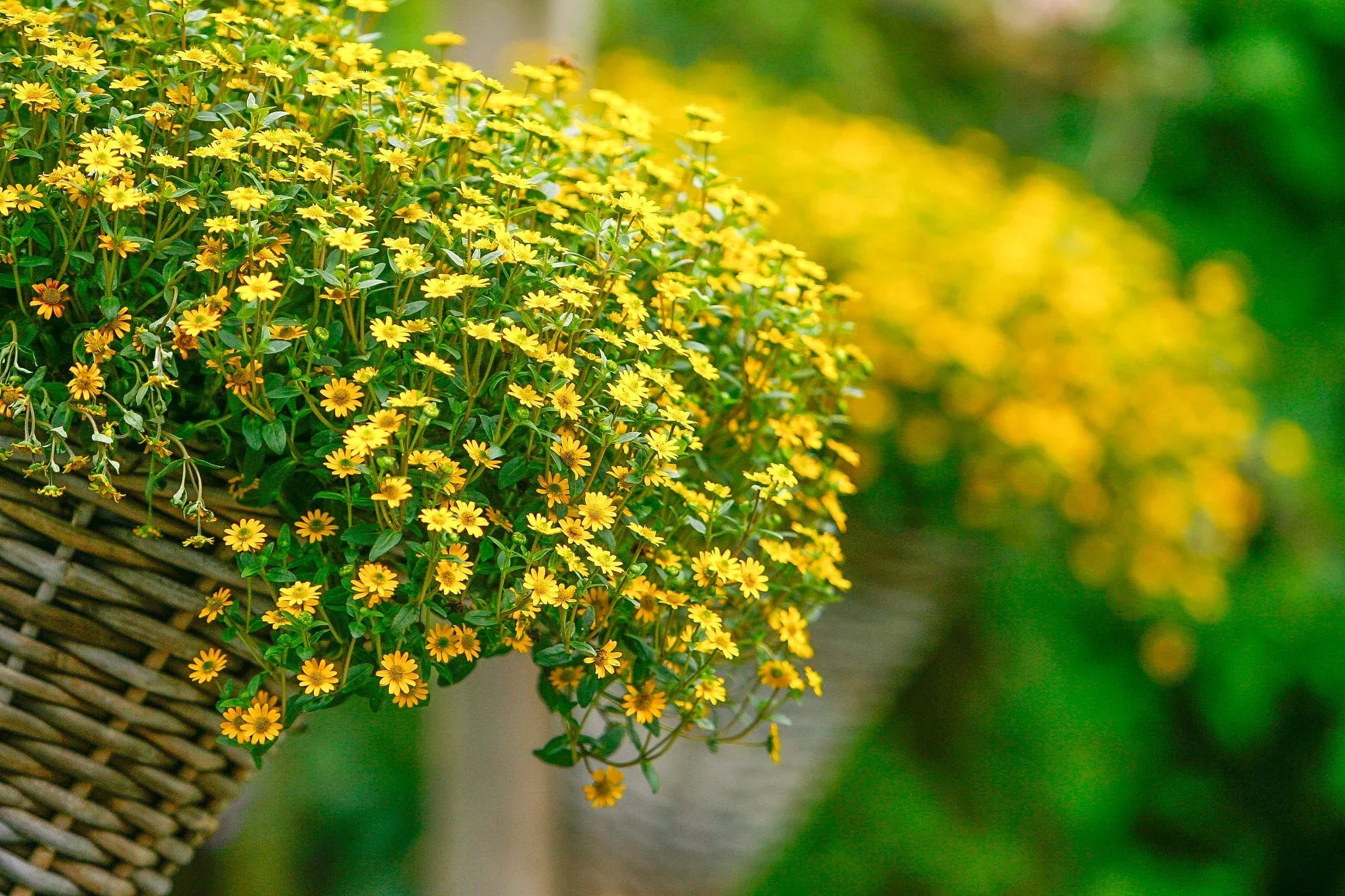 Sanvitalia Procumbens Yellow Flowers