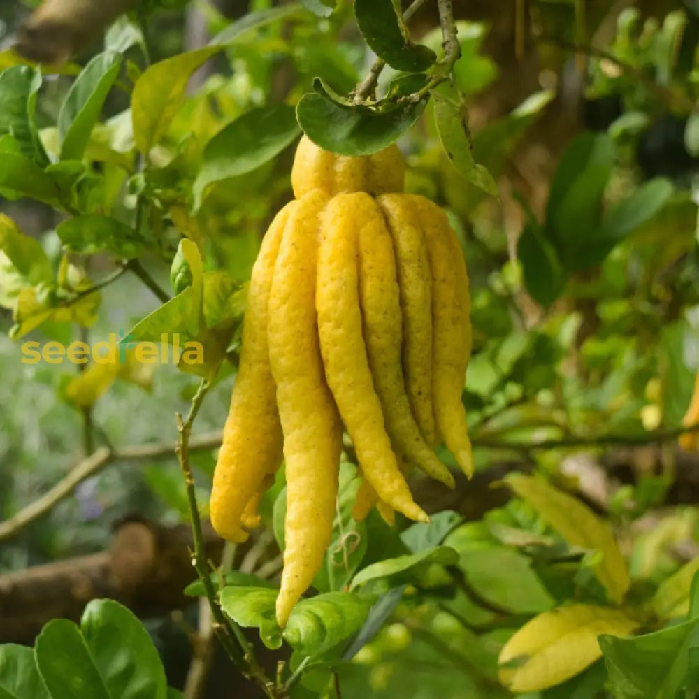 Plant Sarcodactylis Seeds for a colorful and low-maintenance garden.