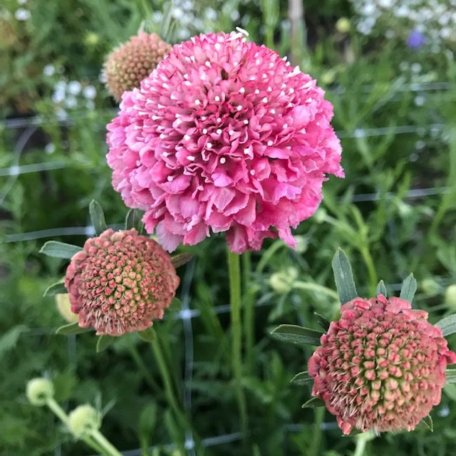 Pink Scabiosa Flower seeds for Planting - Fragrant Blossoms, Heirloom & GMO Free Seeds for Home Garden
 
 Sale seeds for planting in home garden