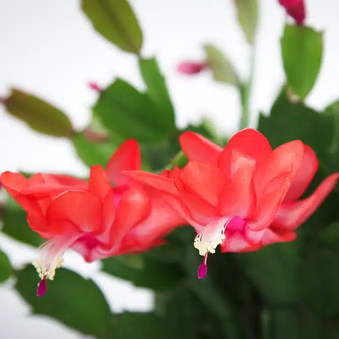 Non GMO red Schlumbergera seeds