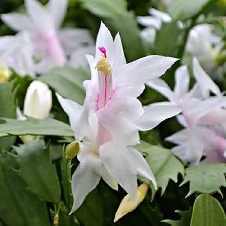 Non GMO white Schlumbergera seeds