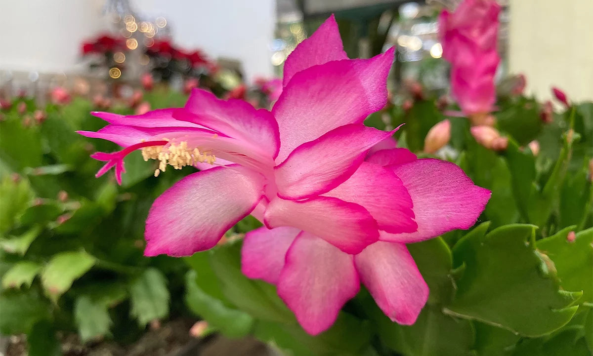 Red Schlumbergera flowering seeds for pots