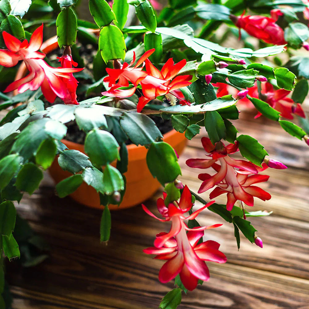 Ornamental red Schlumbergera seeds for gardens