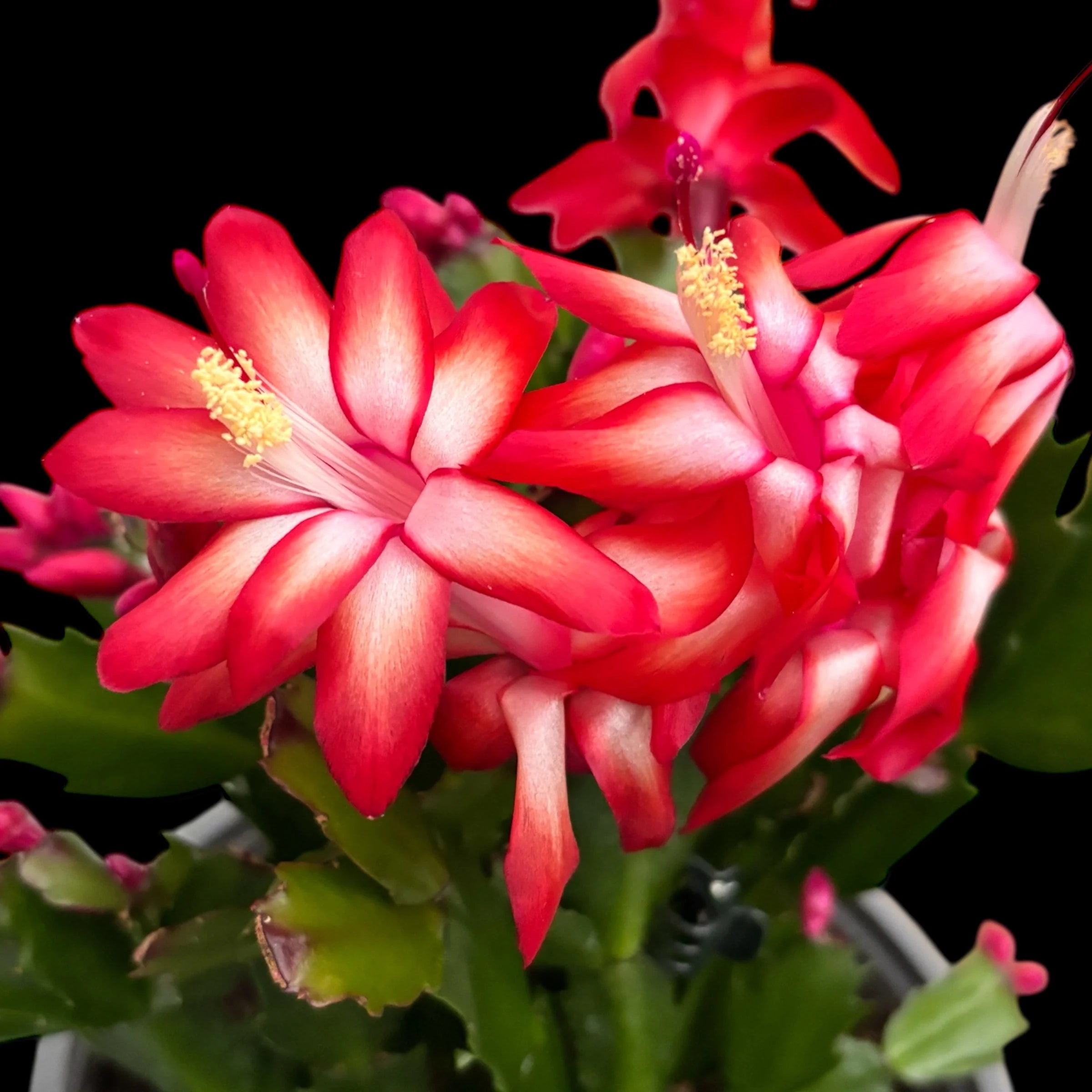 Red Schlumbergera seeds for planting