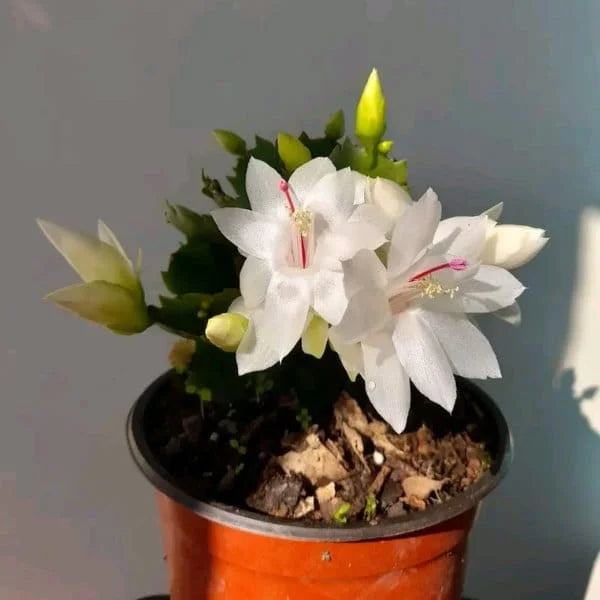 White Schlumbergera flowering seeds for gardens