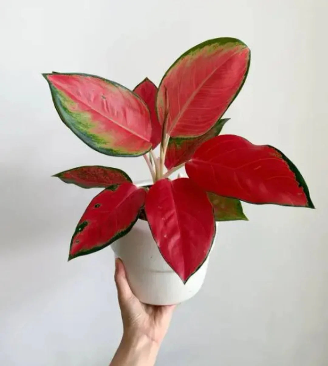 Aglaonema Seeds For Planting: Add Exotic Red Color To Your Garden