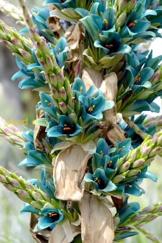 Ornamental Sea Blue Puya Alpestris exotic bromeliad