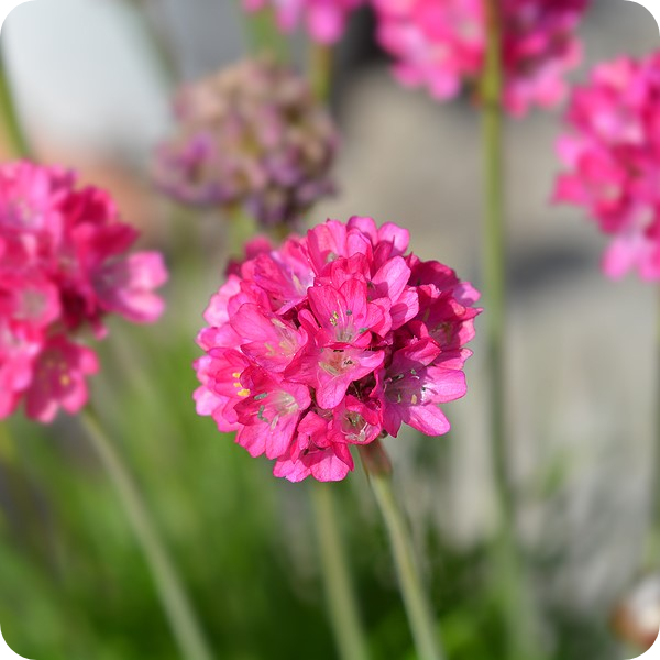 Armeria Flower Seeds For Colorful Blooms - Planting Pack