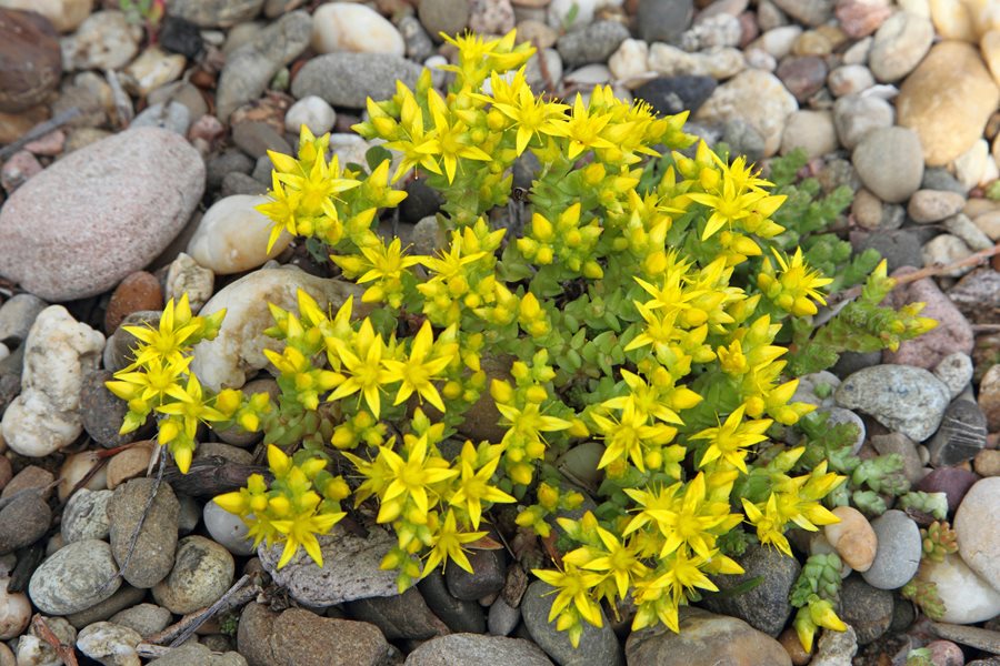 Low-maintenance Sedum seeds for landscapes