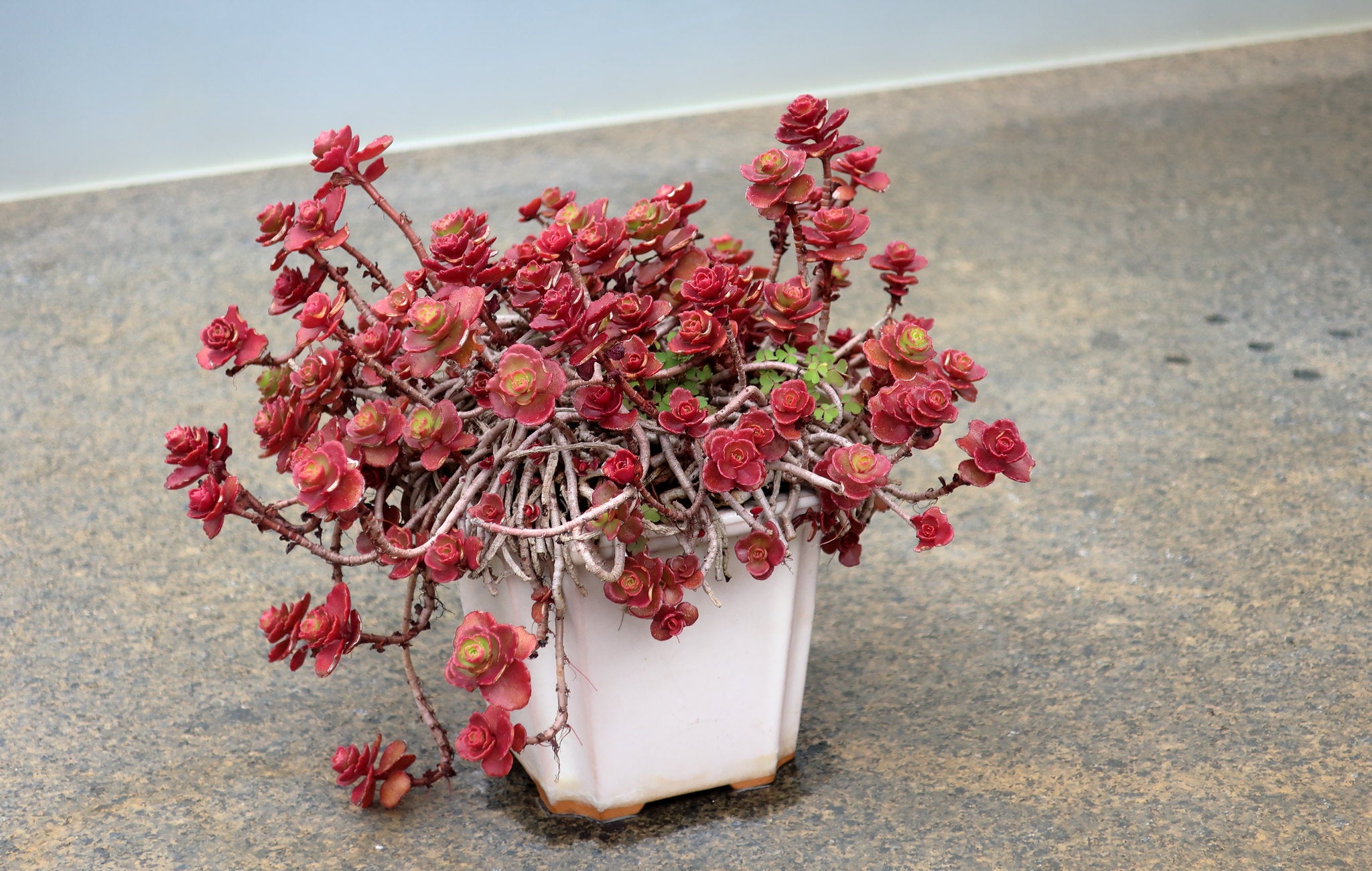 Non GMO burgundy sedum seeds
