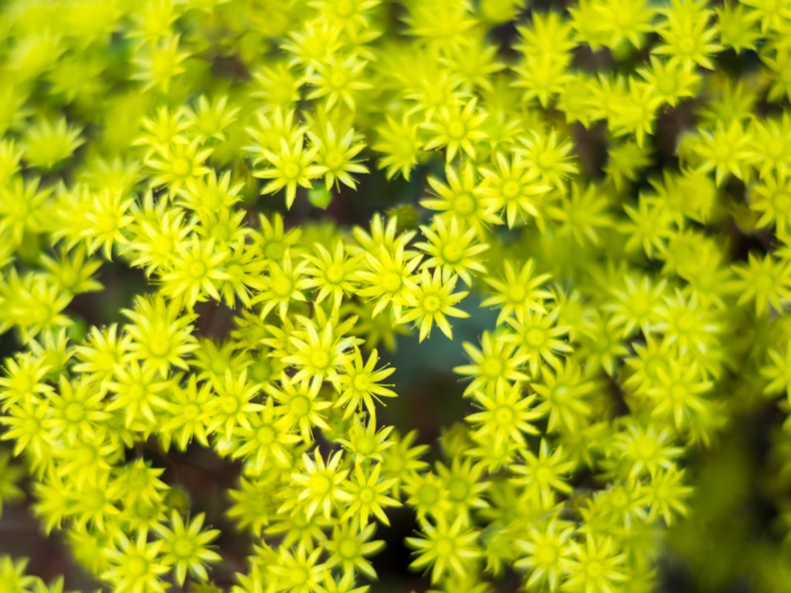 Non GMO Sedum seeds for gardening
