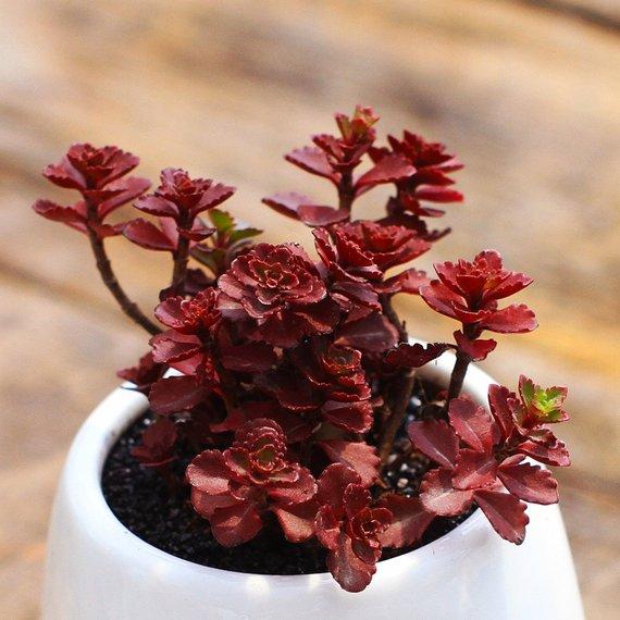 Ornamental burgundy sedum seeds for landscapes