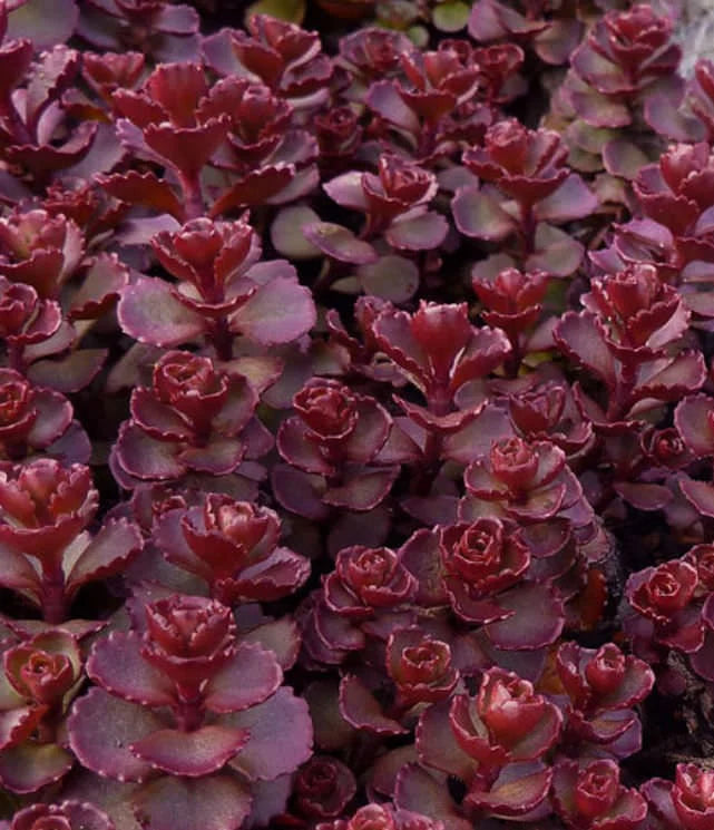 Non GMO Sedum Spurium seeds