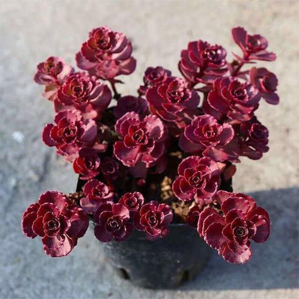 Hardy Sedum Spurium seeds for planting