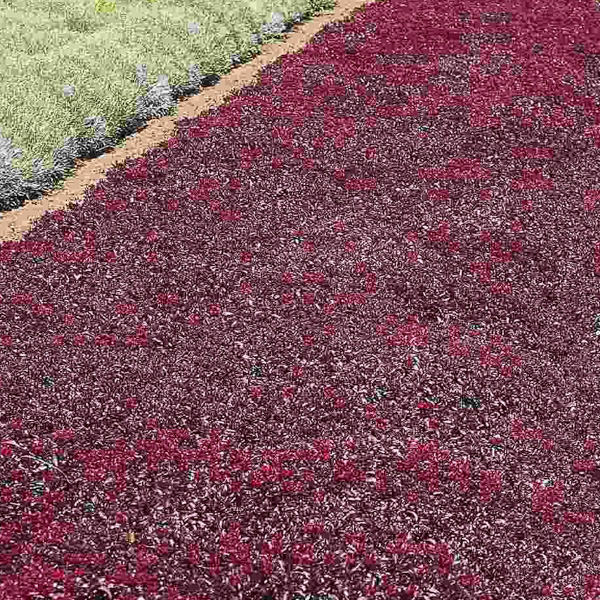 Ornamental Sedum Voodoo seeds for landscapes