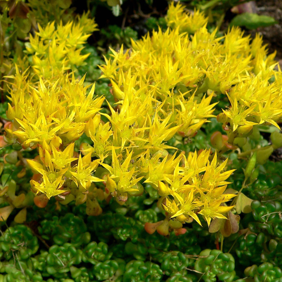 Yellow Sedum Oreganum Flower seeds for Planting - Wildflower Mix, Heirloom & GMO Free Seeds for Home Garden
 
 Sale for planting in home garden