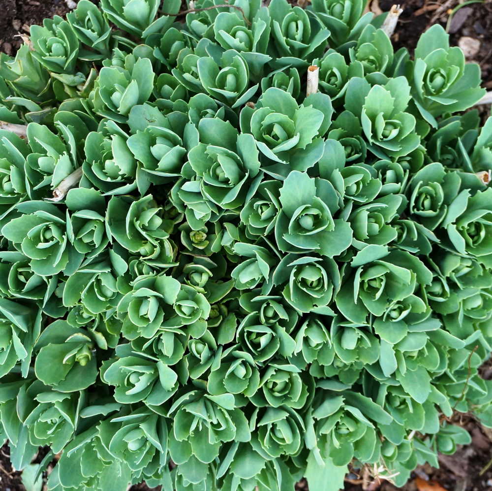 Sedum Flower seeds for Planting Fragrant Blossoms Heirloom & GMO Free Seeds for Home Garden 
 
 Sale for planting in home garden