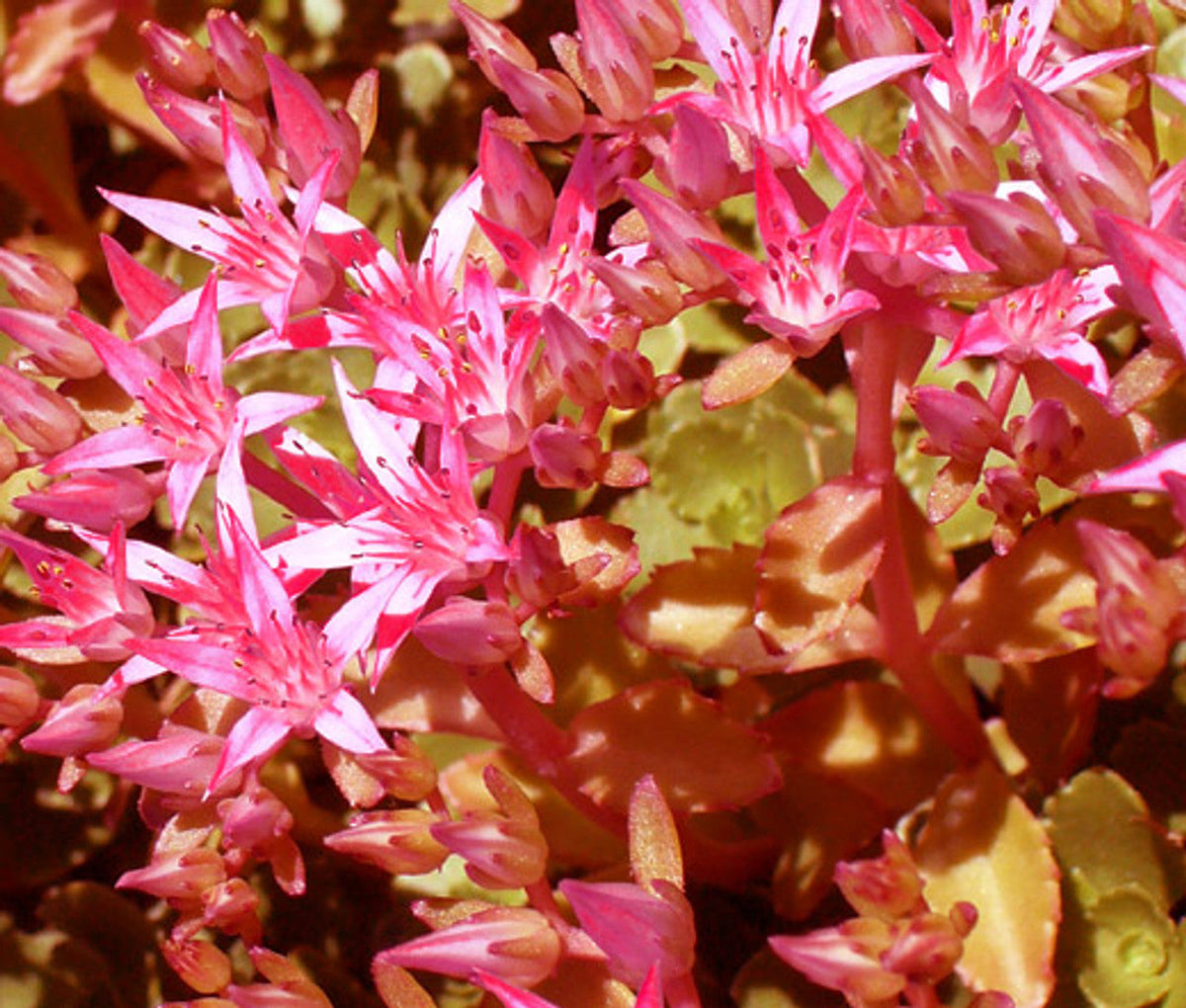Pink Sedum Voodoo Flower seeds for Planting - Colorful Display, Heirloom & GMO Free Seeds for Home Garden
 
 Sale seeds for home garden