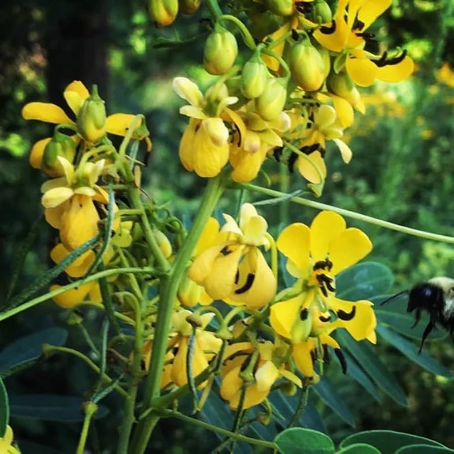 Black Senna Marilandica flowering seeds for gardens