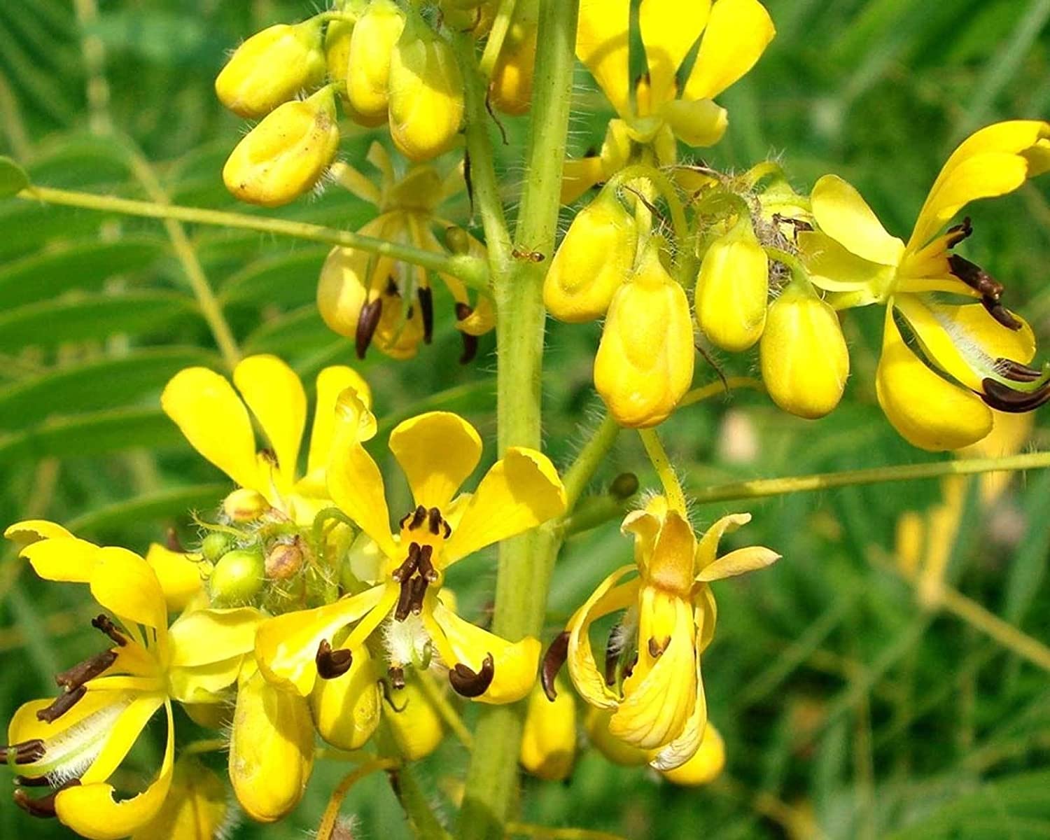 Black Senna Marilandica seeds for planting