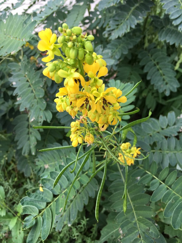 Ornamental Black Senna seeds for landscapes