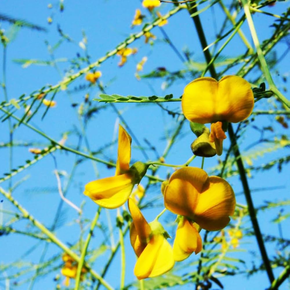 Ornamental Yellow Sesbania Aculeata seeds for landscapes