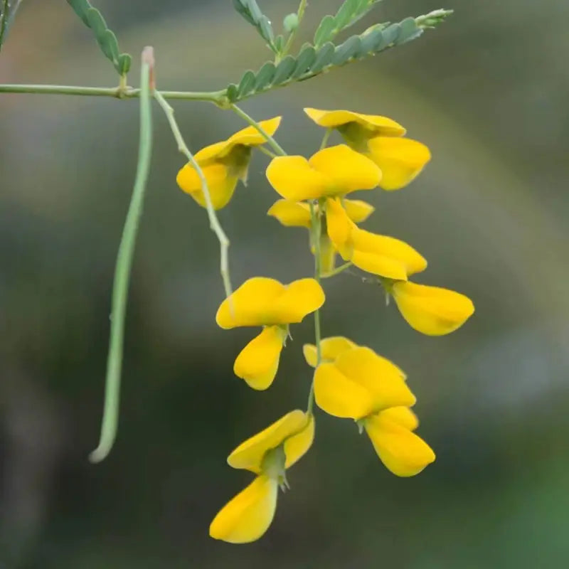Yellow Sesbania Aculeata flowering seeds for gardens